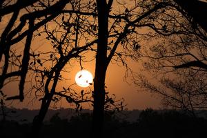 Sunset through trees